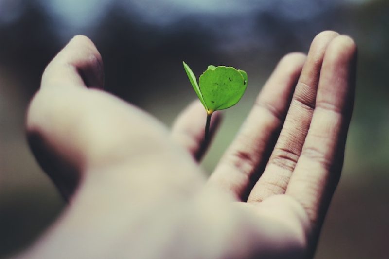 A sprout grows from a hand.